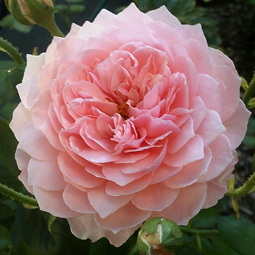  /The Alnwick Rose ()