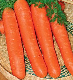 Семена моркови канада