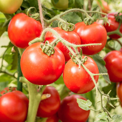 Купить семена томатов Верочка F1 | интернет-магазин Белая Аллея