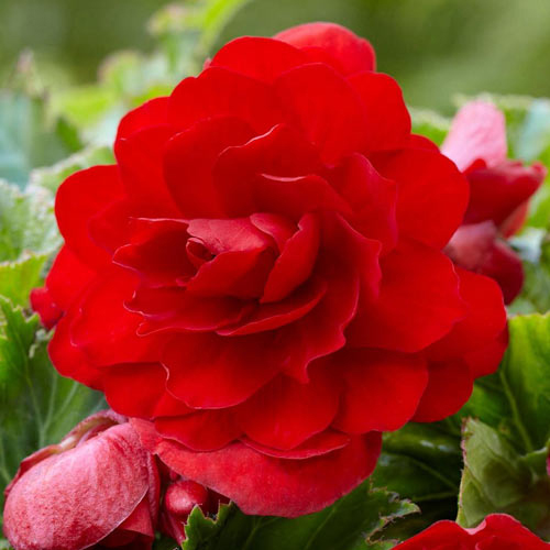 Бегония Ароматная Розово-Красная/ Odorata Rose-Red (клубнелуковица)