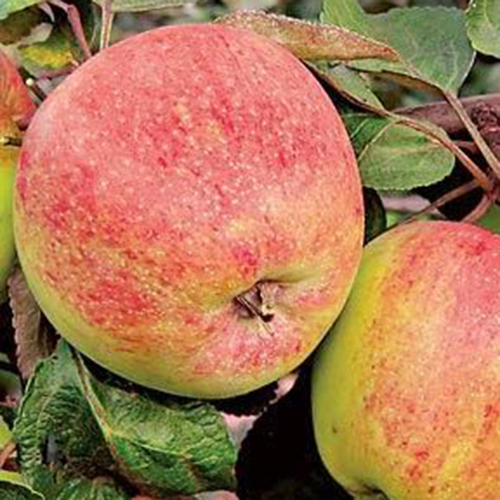 Купить саженцы яблони Бузовьязовское (зимняя)