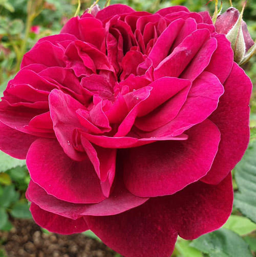 Купить саженцы розы Дарси Бассел/Darcey Bussell | интернет-магазин Белая  Аллея