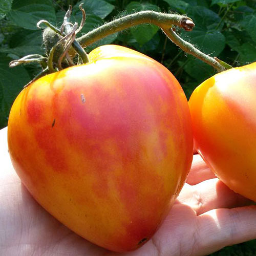 Купить семена томатов Купец F1 АГРОСЕМТОМС
