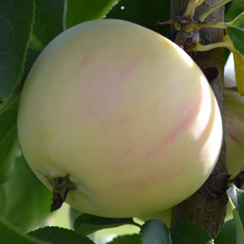 Яблоня Кипарисовое (летняя)
