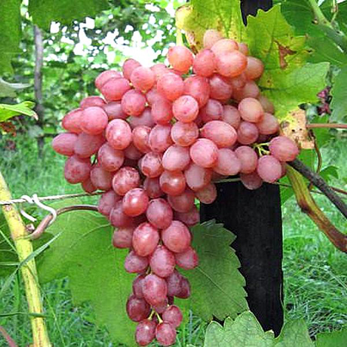 Купить саженцы укрывного винограда кишмиш Лучистый