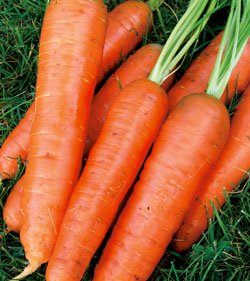 Морковь Самсон (Голландия)
