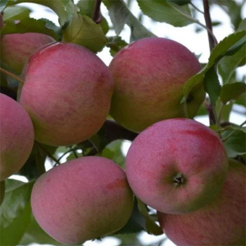 Купить саженцы яблони Гирлянда (колоновидная)