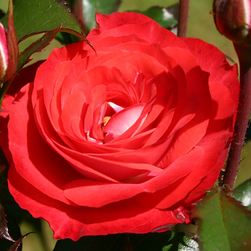 Роза Плантен ун Блумен/Planten un Blomen (саженцы)