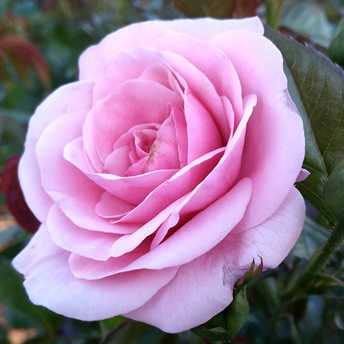 Купить саженцы розы Хоум энд Гарден/Home&Garden