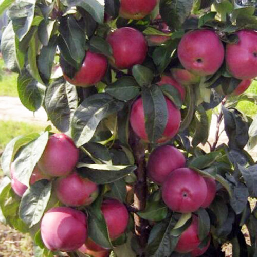 Купить саженцы яблони Есения (колоновидная)