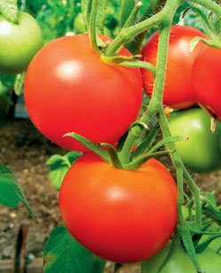 Купить семена томатов Снегирь скороспелый, для открытого грунта