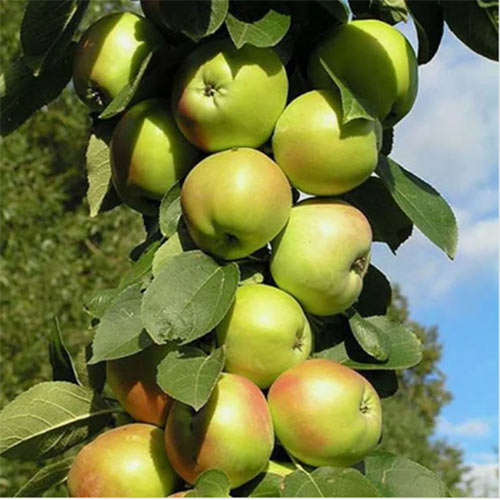 Купить саженцы яблони Гирлянда (колоновидная)