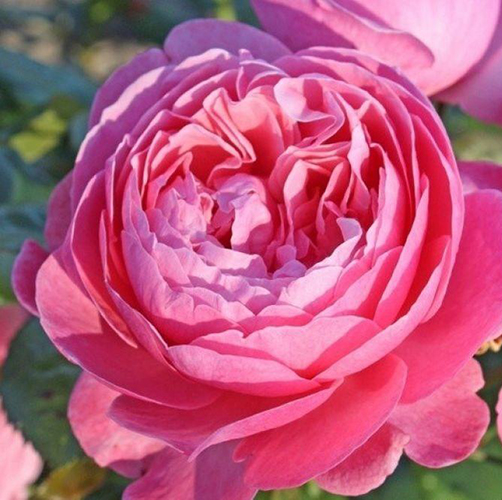 Роза Кёлнер Флора/ Kоlner Flora (саженцы)