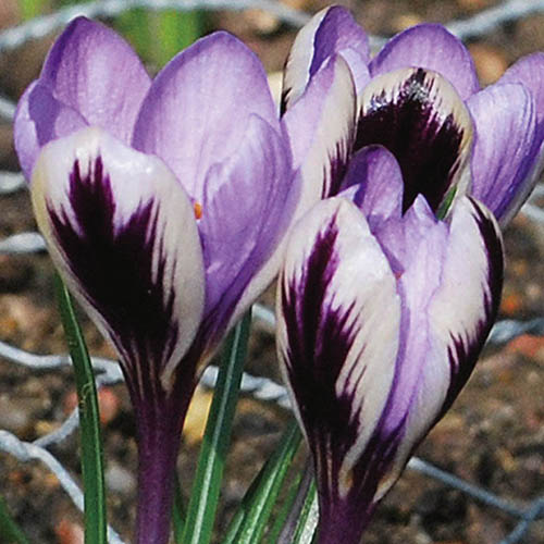 Крокус ботанический Спринг Бьюти/Sieberi Spring Beauty (луковицы 6 шт.)