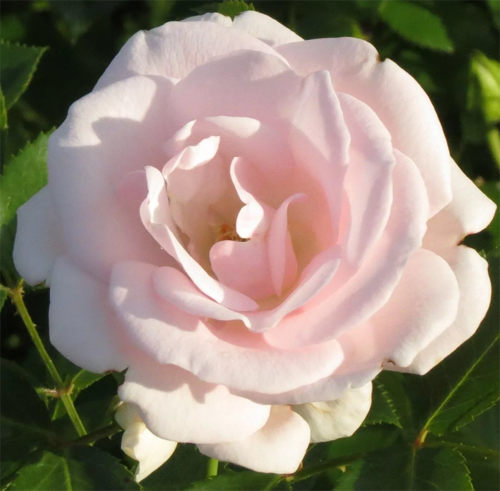 Роза Аспирин/Aspirin Rose (саженцы)