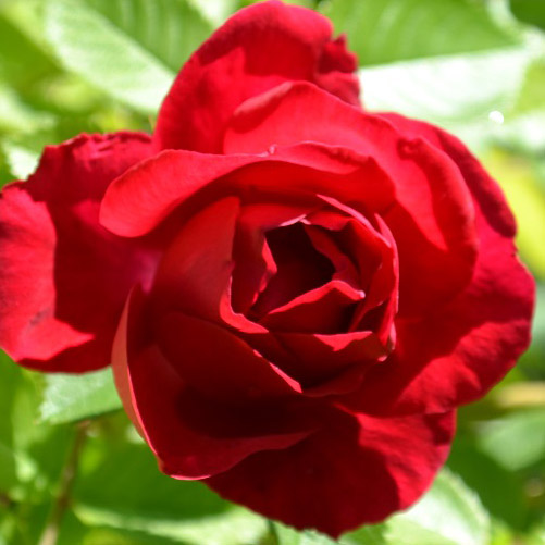Роза Флорентина (саженцы)