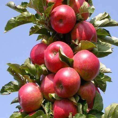 Купить саженцы яблони Поэзия (колоновидная)