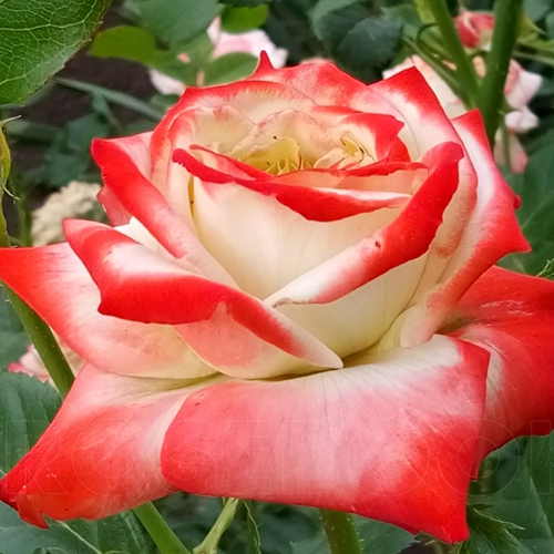 Купить саженцы розы Императрица Фарах/Imperatrice Farah | интернет-магазин  Белая Аллея
