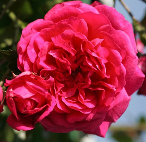 Купить саженцы розы Лагуна/Laguna | интернет-магазин Белая Аллея