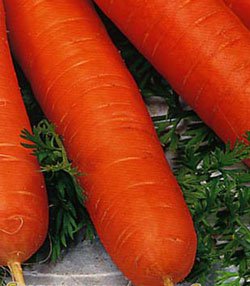 Морковь Нантская без сердцевины