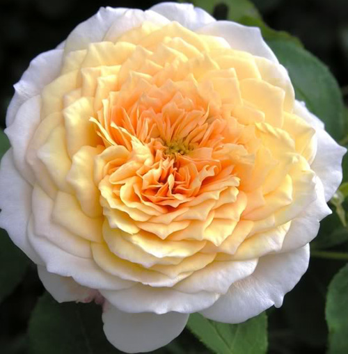 Роза Инглиш Гарден/English Garden (саженцы)