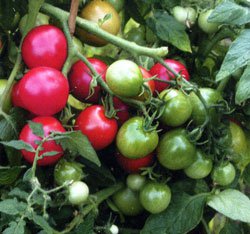 Купить семена томатов Вишня зимняя