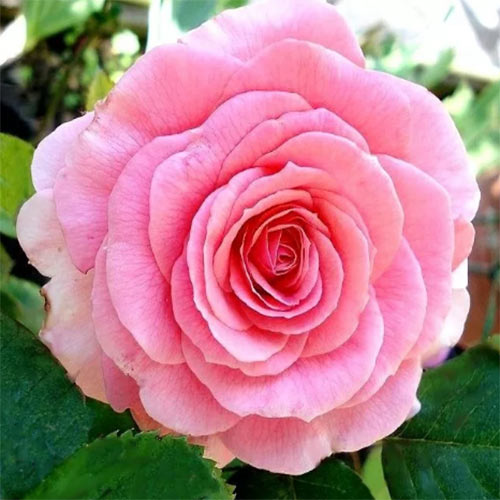 Роза Тиклед пинк/Tickled Pink (саженцы)