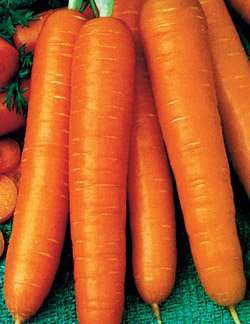 Морковь Рамоса