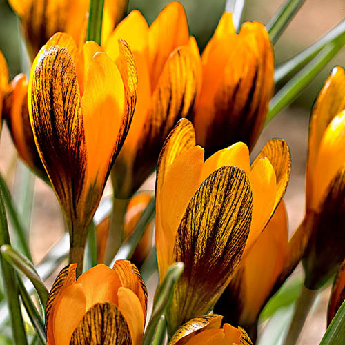 Крокус ботанический Оранж монарх/Orange Monarch (луковицы 6 шт.)