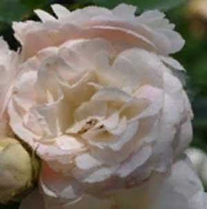 Роза Букет парфе/Bouquet Parfait (саженцы)