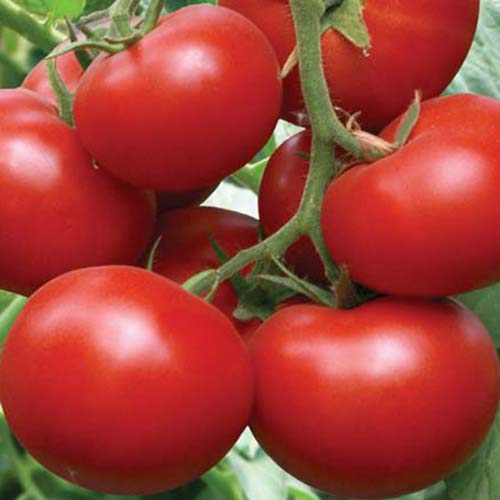 Купить семена томатов Семёновна, раннеспелый