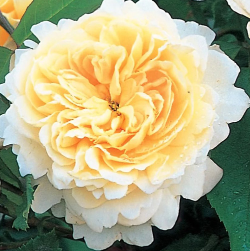 Роза Крокус Роуз/Crocus Rose (саженцы) 3 шт.