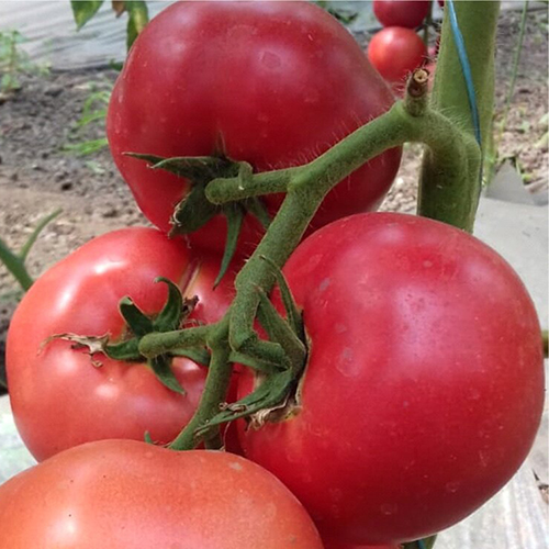 Купить семена томатов Хозяин таверны F1, ранний