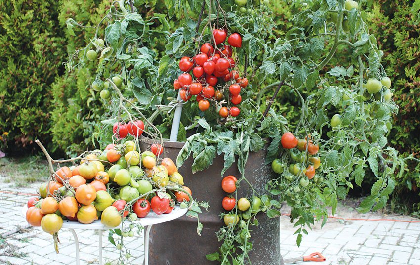 Выращивание томатов в компосте