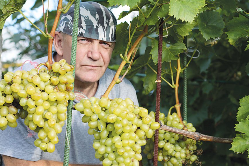 Когда укрывать виноград, чем укрывать, как укрывать. Ответы на все вопросы от опытного садовода