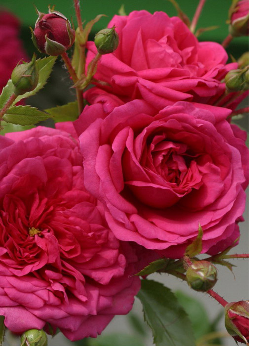 Купить саженцы розы Лагуна/Laguna | интернет-магазин Белая Аллея