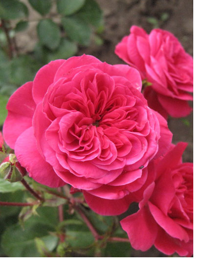 Роза Сангрия (Sangria) - характеристика и описание сорта с фото, отзывы садоводов