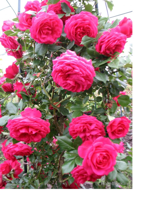 Купить саженцы розы Мэритим/Maritim | интернет-магазин Белая Аллея