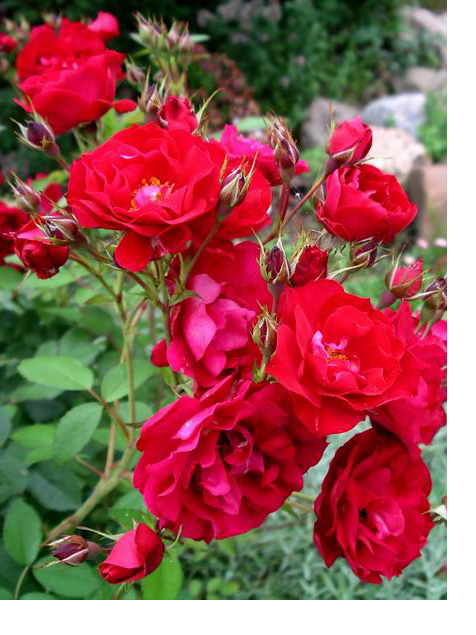 Купить саженцы розы Аделаида худлесс/Adelaide Hoodless