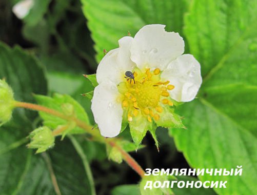 Препараты для защиты растений. Статья и фото Н. Петренко 