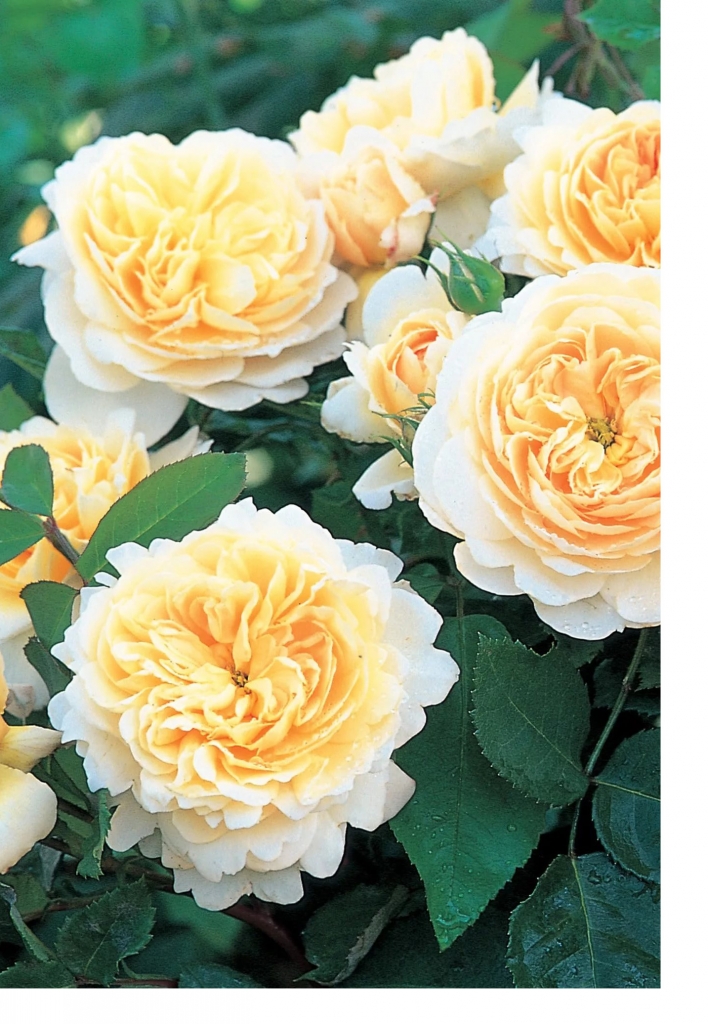 Роза Крокус Роуз/Crocus Rose
